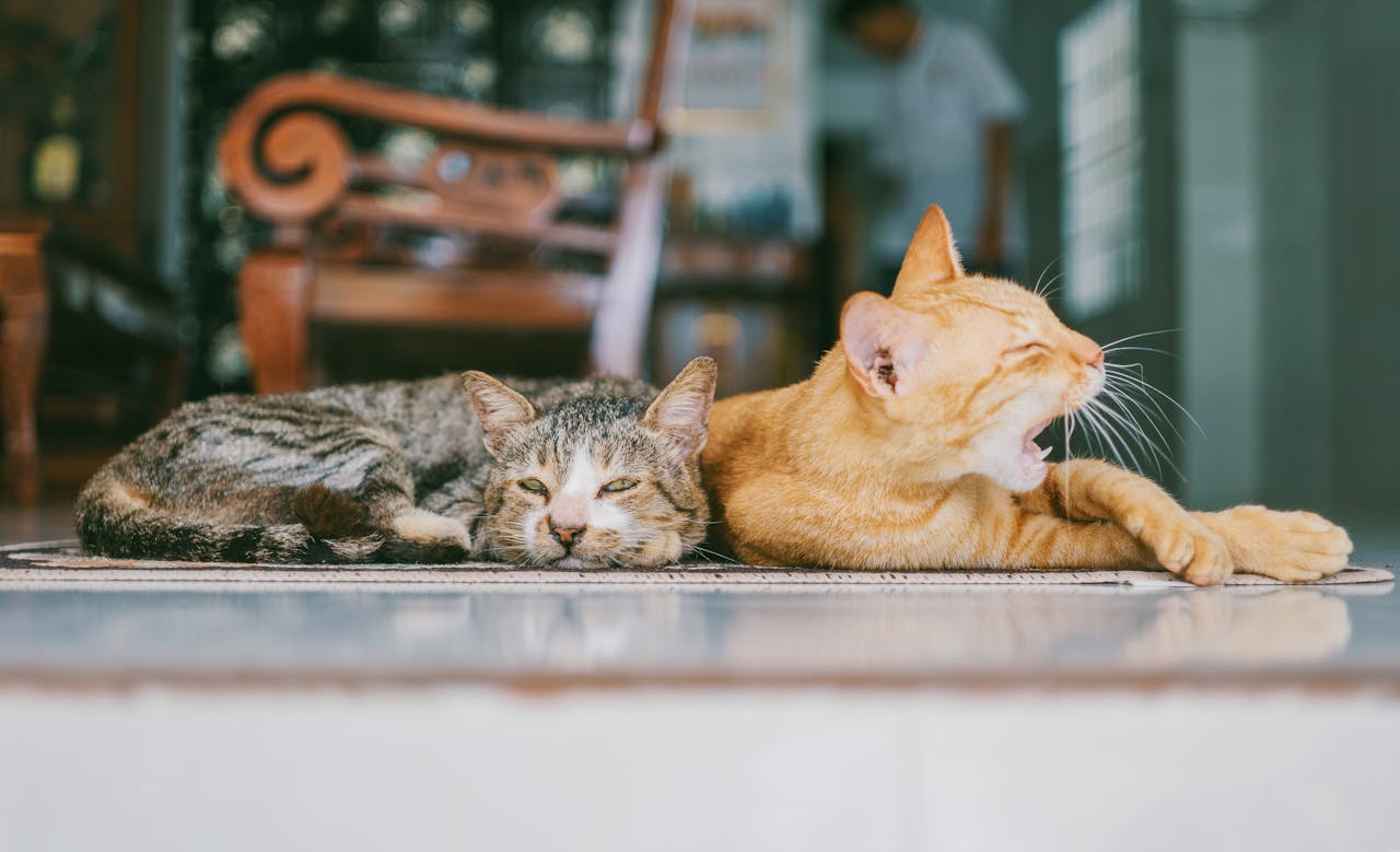 Gato relajados tumbados