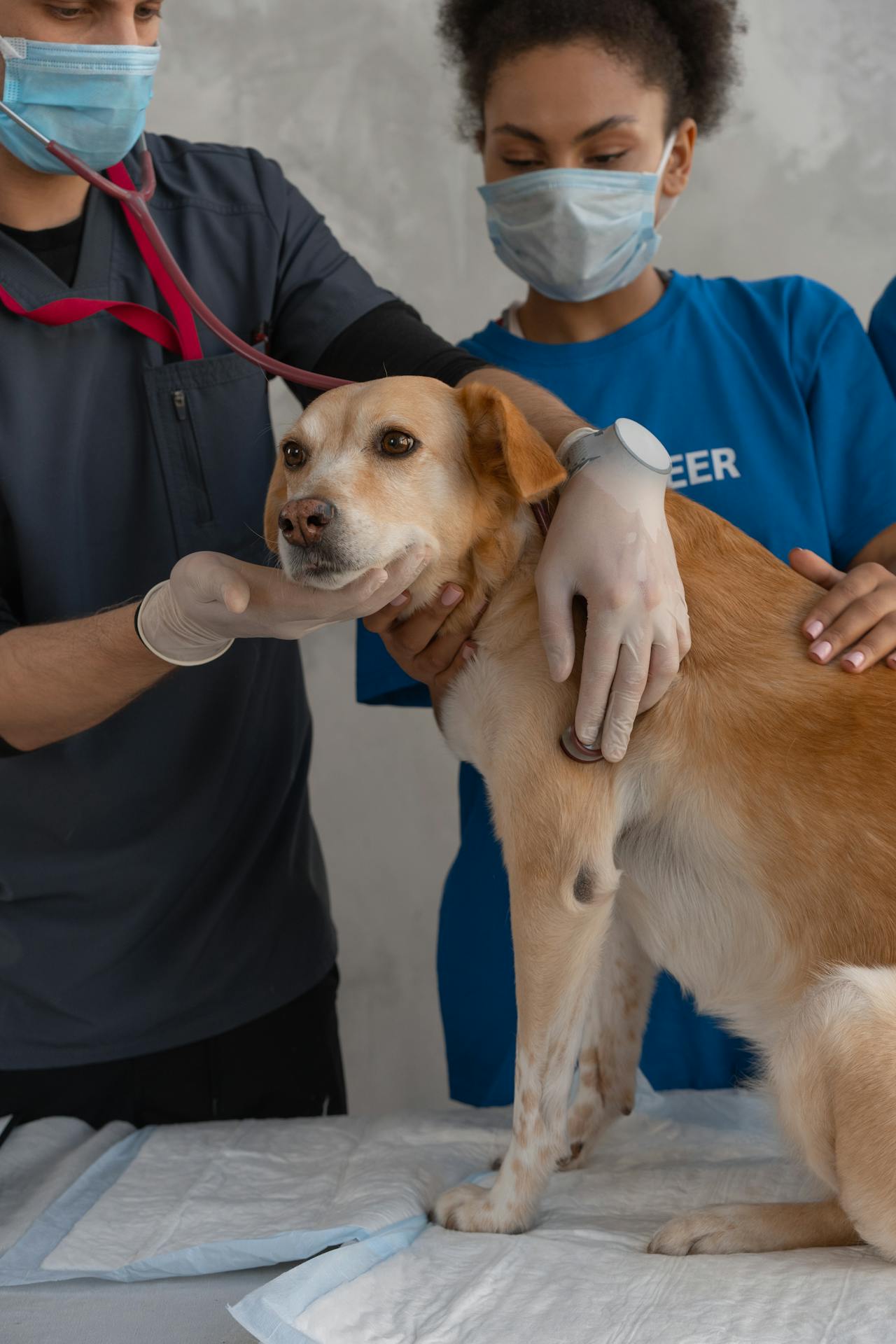 Perro enfermo en casa