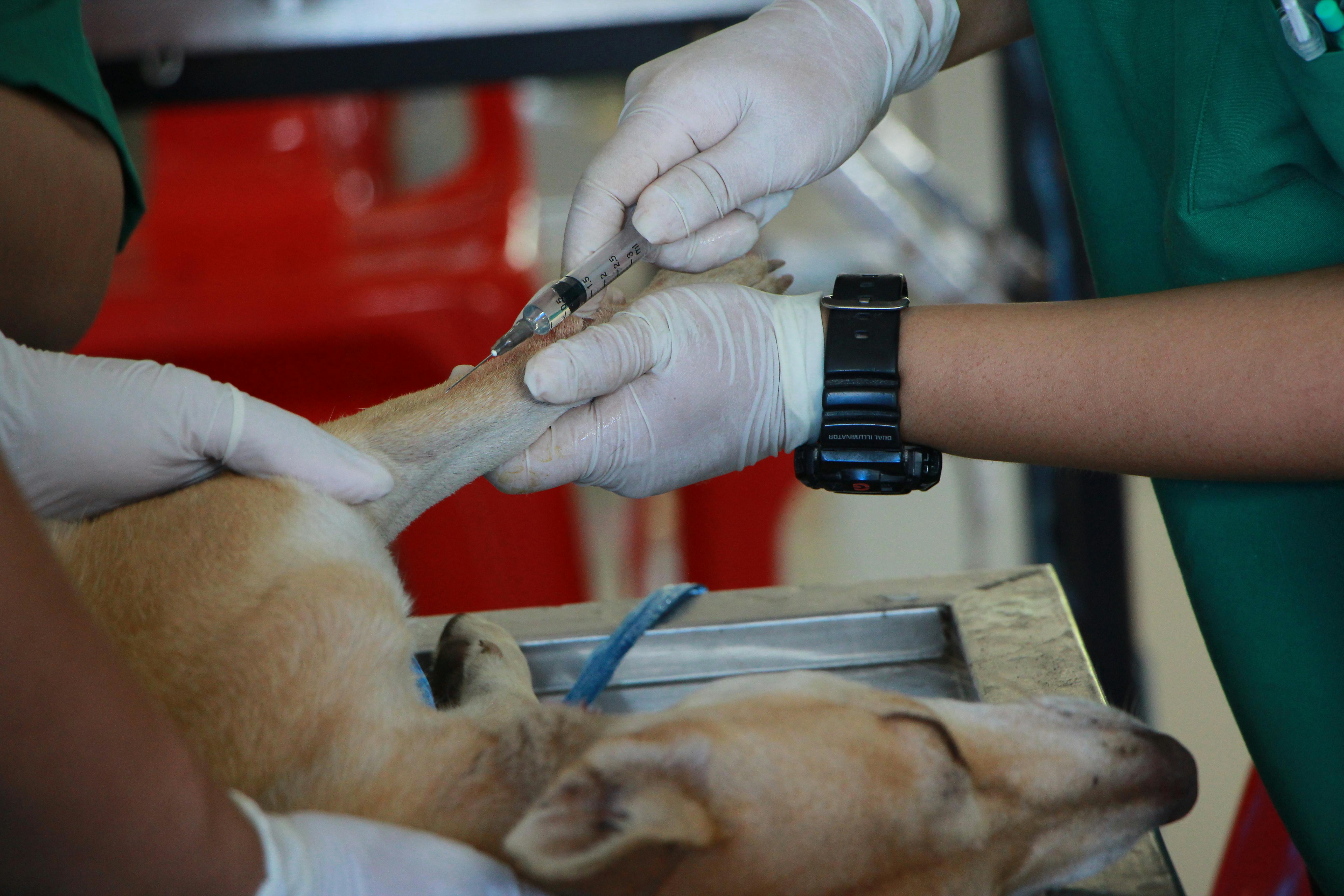 Veterinario examinando a un gato