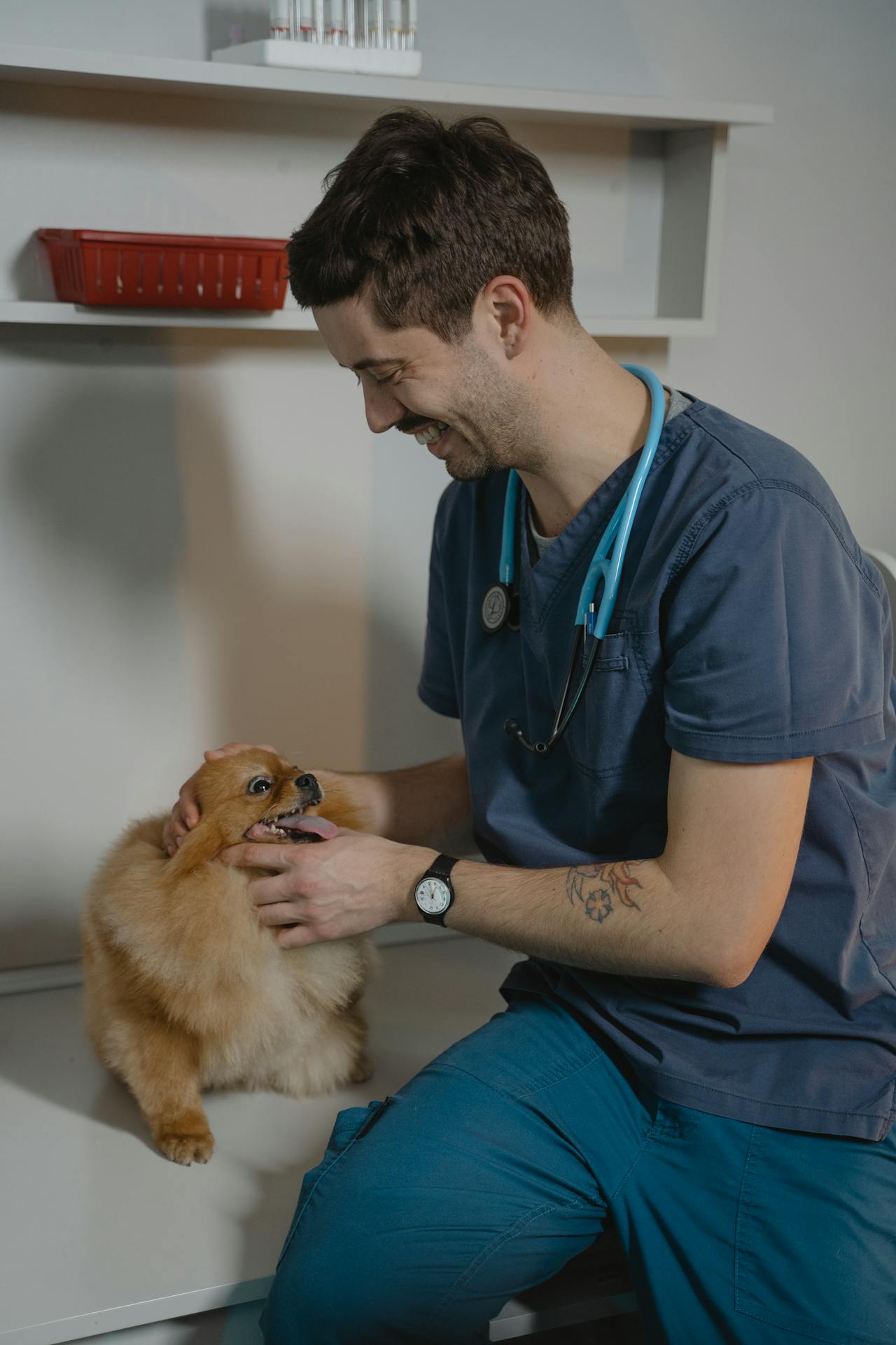 Veterinario examinando perro