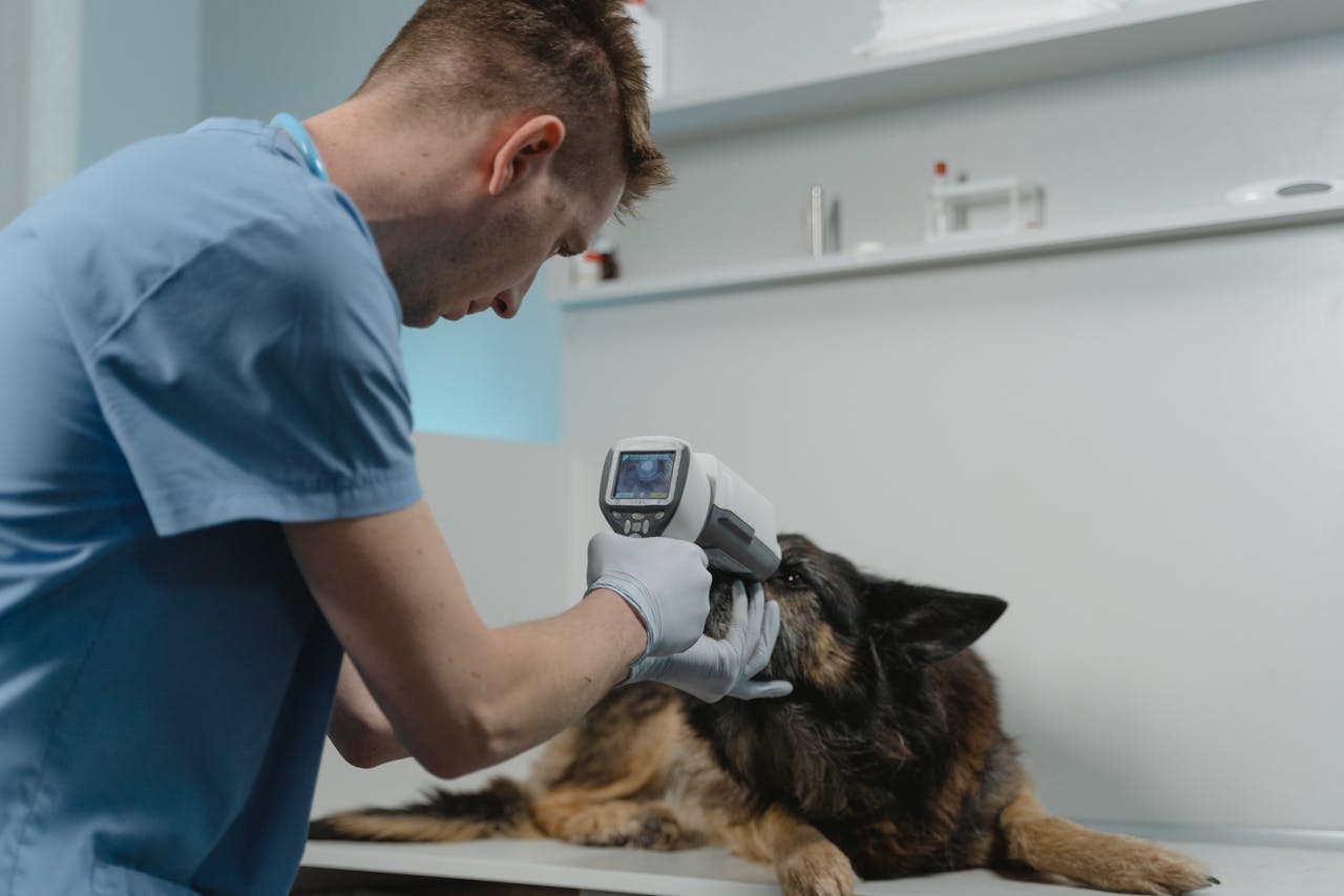 Veterinaria examinando a un perro pequeño