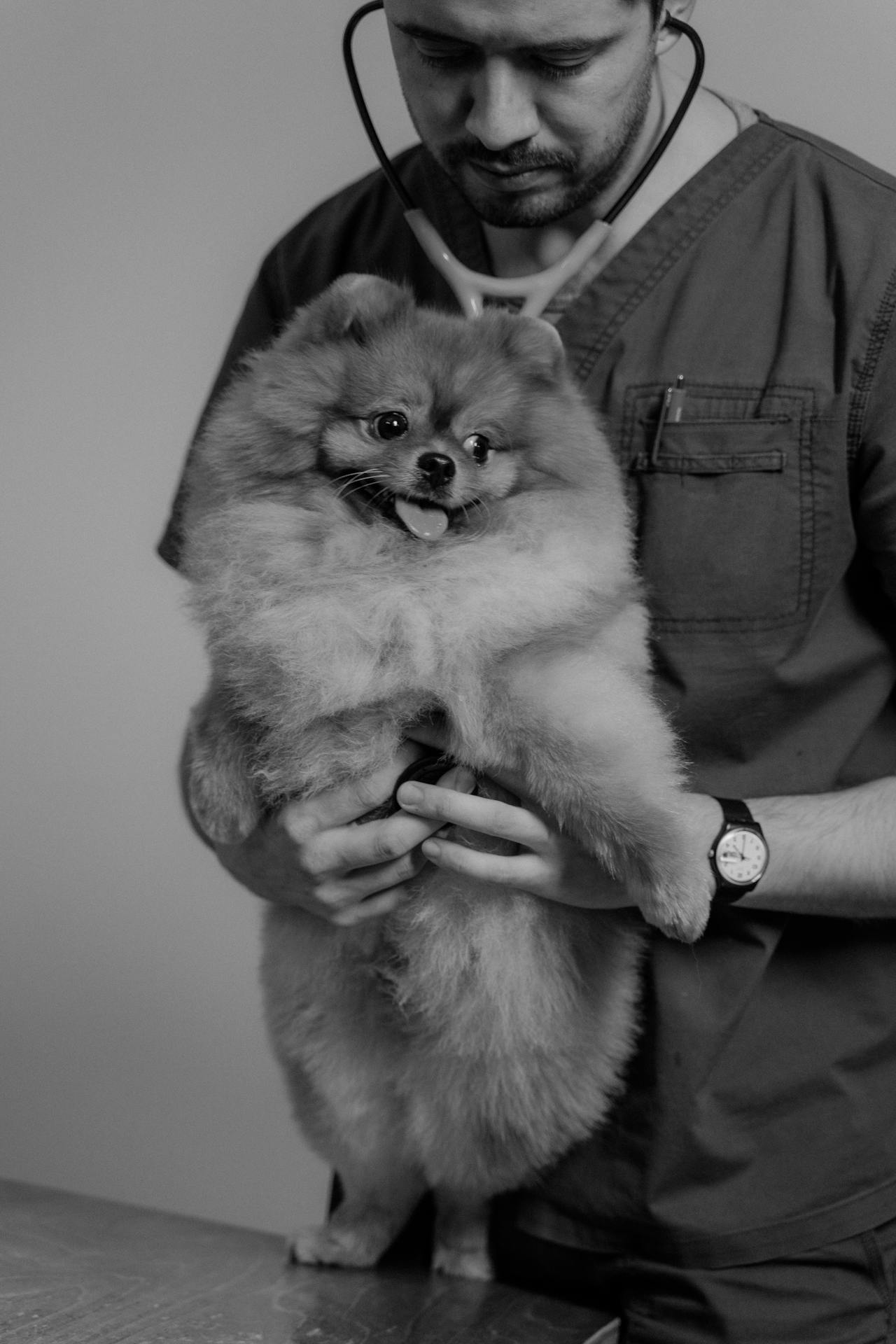 Veterinario trabajando en ordenador